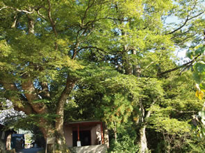 諏訪神社の大ケヤキ