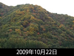 こがね色の落葉松定点2009年10月22日