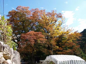 諏訪神社の大ケヤキ