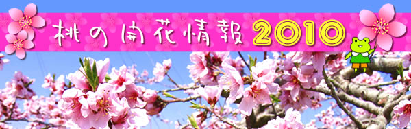 桃の開花情報2010