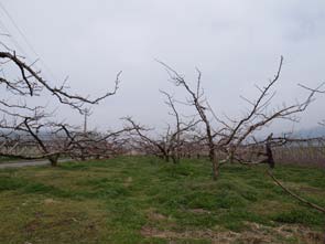 桃畑の全景