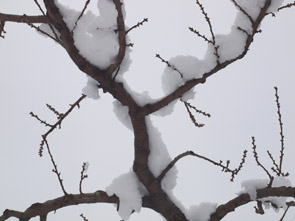 雪を被った桃の枝