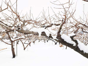 雪景色となった桃畑