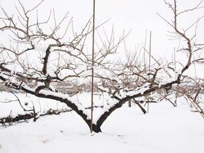 雪化粧した桃畑