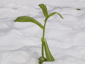雪の中すっくと立つ菜の花