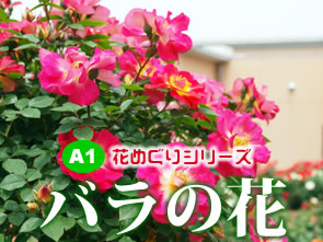 Ａ1花めぐりシリーズ「バラの花」