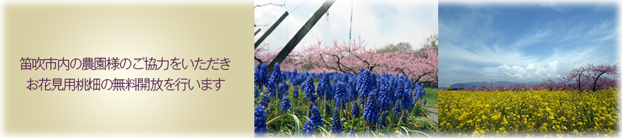 笛吹市内の農園様のご協力をいただき、お花見用桃畑の無料開放を行います。