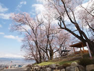 花鳥山の桜